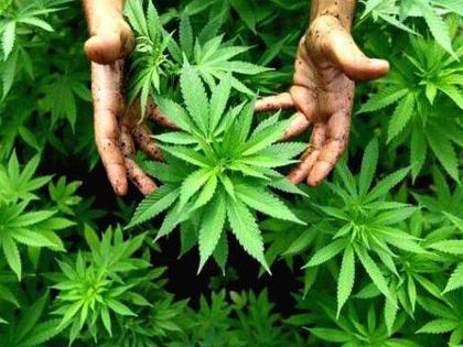 Since there is no alternative, we cultivate cannabis, the demand of guaranteed Rate by farmers | पर्याय नसल्यामुळे आम्ही गांजाची लागवड करतो, हमीभावाची शेतकऱ्यांची मागणी