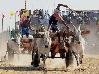 Amended Act of Maharashtra relating to bullock cart racing valid; The 12-year struggle was successful | भिर्रर्र...! बैलगाडा शर्यतीसंदर्भातील महाराष्ट्राचा सुधारित कायदा वैध; १२ वर्षांच्या लढ्याला मिळाले यश