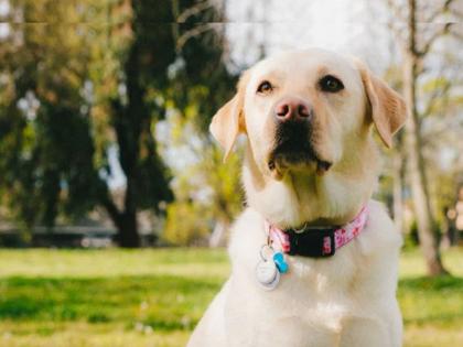 The woman buried the dog alive in anger because it was barking in brazil | भुंकत होता म्हणून महिलेनं रागाच्या भरात जिवंत गाडला कुत्रा; नंतर जे घडलं ते पाहून सगळेच थक्क