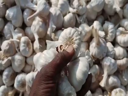 Garlic prices continue to rise; Afghanistan's garlic is also reached in the market committee | लसणाची दरवाढ सुरूच; अफगाणीस्तानचा लसूणही बाजार समितीत दाखल