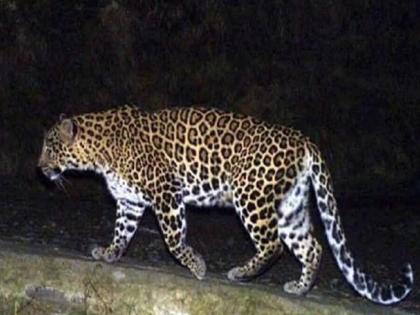 Leopard terror continues in Nagaon area | नागाव परिसरात बिबट्याची दहशत कायम