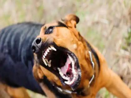 Girl who went to fetch biscuits dies in dog's attack in chattisgarh | धक्कादायक! बिस्किट आणायला गेलेल्या मुलीचा श्वानांच्या हल्ल्यात मृत्यू, 8 कुत्रे अर्धातास तोडत होते लचके