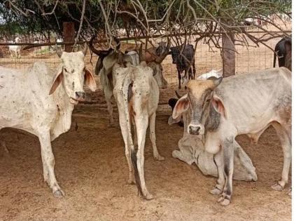 Relief to cattle breeders, financial assistance for Lumpy started | पशुपालकांना दिलासा, लम्पीसाठीचे अर्थसाहाय्य सुरू 