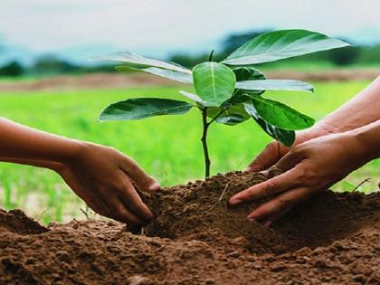 plant a plant in the name of daughter | सासरला चाललेल्या मुलीच्या नावाने लावा रोप