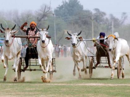 Thrills, thrills and thrills Editorial about bullock cart race permission | रोमांच, थरार आणि धुरळा