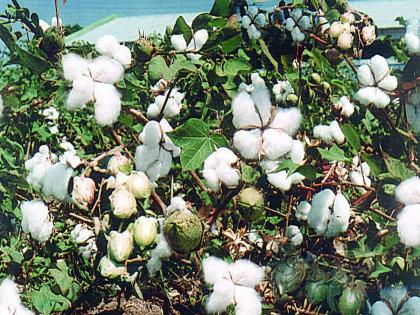 Cotton planting in the country decreased; Impact on production, expect good prices this year | देशात कपाशी पेरा घटला; उत्पादनावर परिणाम, यंदा चांगल्या भावाची अपेक्षा