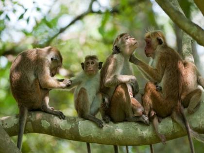 After the Pakistan donkeys now China is buying 1 lakh Sri Lankan monkeys know about the reason | Sri Lanka Monkey China: पाकिस्तानच्या गाढवांनंतर आता श्रीलंकेच्या 1 लाख माकडांची खरेदी करतोय चीन, नेमकं कारण काय?