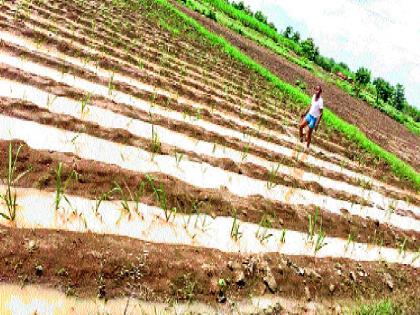  Water released in distilleries in Kurwali, in the fields, crops under water: demand of compensating farmers, | कुरवली येथे वितरिकेत सोडलेले पाणी घुसले शेतात, पिके पाण्याखाली : नुकसानभरपाई देण्याची शेतकºयांची मागणी,  