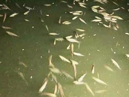 Hundreds of dead fish were found in the river at Nandgaon in Amalner taluka | अमळनेर तालुक्यातील नंदगाव येथे बंधाऱ्यात आढळले शेकडो मृत मासे