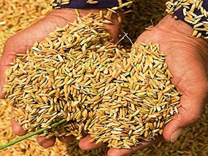 paddy scam Bigger than fodder scam; Why not investigate to CBI? ask Jharkhand High Court | चारा घोटाळ्यापेक्षाही मोठा धान खरेदी घोटाळा; सीबीआयकडे तपास का दिला नाही? झारखंड हायकोर्टाने फटकारले