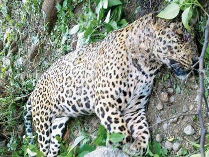 Death of a leopard after being trapped in a wild boar trap fought to death for three days | रान डुक्कर पकडण्यासाठी लावलेल्या सापळ्यात अडकून बिबट्याचा मृत्यू; तीन दिवस दिली मृत्यूशी झुंज