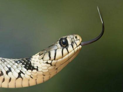 A boy standing in the yard died of a snake bite in solapur | अंगणात उभ्या असलेल्या मुलाचा साप चावल्याने मृत्यू; उपचारापूर्वीच काळाची झडप