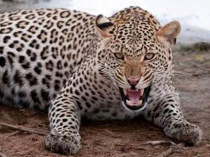 Leopard attack on young man who went to rescue goats, incident in Sangamner taluka; Goat killed, youth injured | शेळ्यांना वाचवायला गेलेल्या तरुणावर बिबट्याचा हल्ला, संगमनेर तालुक्यातील घटना; शेळी ठार, तरुण जखमी