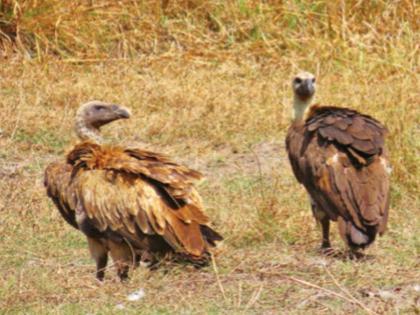 Maharashtra will now give birth to vultures Breeding Center to be set up by Forest Department | महाराष्ट्र आता गिधाडे जन्माला घालणार! वन विभागातर्फे उभारले जाणार प्रजनन केंद्र