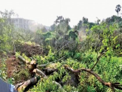 high court comment over Trees felled for car shed Mumbai Metro Rail | कारशेडसाठी तोडली झाडे, म्हणून ‘मुंबई मेट्रो रेल’वर ताशेरे