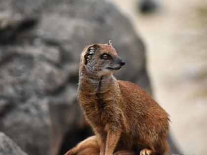 Fox, wildcat, mongoose Hunting will become expensive | कोल्हा, उदमांजर, मुंगसाची शिकार भोवणार ! वन्यजीव कायद्यात सुधारणा; संरक्षण, संवर्धनाच्या दर्जाला बळकटी