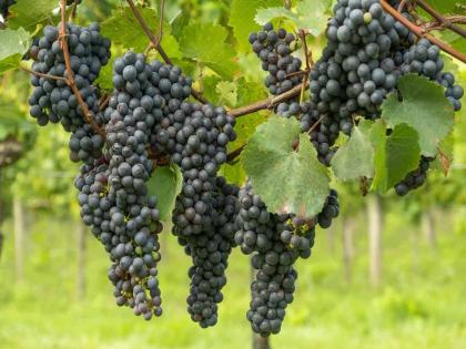 Promotion scheme for wine industry for the benefit of farmers, a major decision of the government; Grape Producer will get huge benefits | शेतकरी हितासाठी वाईन उद्योगास प्रोत्साहन योजना, सरकारचा मोठा निर्णय; द्राक्ष उत्पादकांना होणार भरघोस लाभ