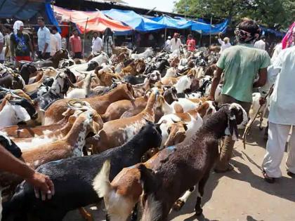 Maharashtra government hurdles in sacrifice for bakrid Muslims warned agitation. | ठाकरे सरकारला इशारा; "बकरी ईदला कुर्बानी देण्यात अडथळा आणल्यास आंदोलन करणार"