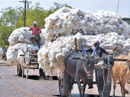 Before the cotton came at home, the merchant was at the farmer's door; Chances of increase in price, right now the price is 10 thousand | कापूस घरात येण्यापूर्वीच व्यापारी शेतकऱ्यांच्या दारात; दरात तेजीची शक्यता, आत्ताच भाव १० हजार पार