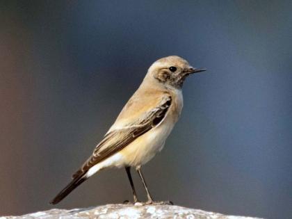 A rare Rangoza bird in Africa was found in Bhopar village in Dombivli Dr. Mahesh Patil captured on camera | डोंबिवलीतील भोपर गावात आढळला आफ्रिकेतील दुर्मिळ रणगोजा पक्षी, पक्षी निरीक्षक डॉ. महेश पाटील यांनी कॅमेऱ्यात केले कैद