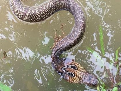 Flood: Increased risk of snakes and scorpions after Flood How to take care? know About | Flood: राज्यातील महापूर ओसरू लागला; मात्र सर्प, विंचूदंशाचा वाढला धोका! कशी घ्यावी काळजी? जाणून घ्या