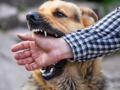 Risk of coma, death due to rabies spread | रेबीज पसरल्याने कोमात जाण्याचा, मृत्यूचा धोका; काय काळजी घ्याल?