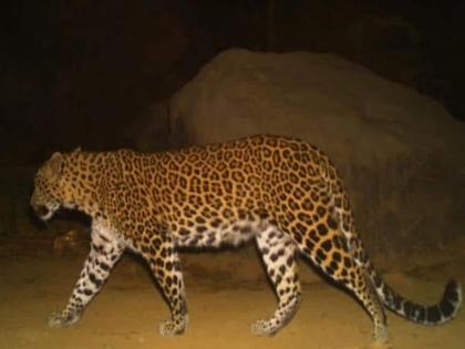 Sighting of leopard in Ghodbunder area | घोडबंदर परिसरात बिबट्याचे दर्शन 