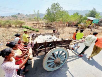 Family pulls bullock cart to save cow! Seeing love, mute motherhood also emotional | गाईला वाचविण्यासाठी कुटुंबाने ओढली बैलगाडी! प्रेम पाहून, मुके मातृत्वही गहिवरले