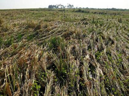 Untimely rains with strong winds in the gondia, damage to rabi crops | जिल्ह्यात वादळी वाऱ्यासह अवकाळी पाऊस, रब्बी धानपिकांचं नुकसान