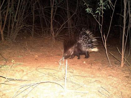 Wild animals add to the splendor of 'Jnanganga'; 8 Leopards, 19 Bears including 160 Nilgai recorded | वन्य प्राण्यांनी वाढविले ‘ज्ञानगंगा’चे वैभव; ८ बिबटे, १९ अस्वलांसह १६० निलगायींची नोंद