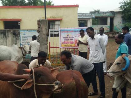 The prevalence of 'lumpy' is increasing; Obstacle Race in Vaccination, Department of Animal Husbandry gets a vehicle; Eight waiting! | ‘लम्पी’ची व्याप्ती वाढतेय; लसीकरणात अडथळ्यांची शर्यत, पशुसंवर्धन विभागाला मिळाले एक वाहन; आठ प्रतीक्षेत!