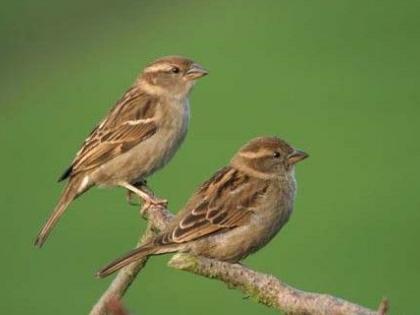 World sparrow Day: sparrows blows out of Mumbai due to concrete forest | जागतिक चिमणी दिन : काँक्रीटच्या जंगलामुळे मुंबईतून चिमणी उडाली भुर्रऽऽऽ