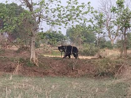 Video: After three hours of effort, the bear fled into the forest, successful action of Bhandara forest department | Video: तीन तासांच्या प्रयत्नानंतर अस्वल पळाली जंगलात, भंडारा वनविभागाची यशस्वी कारवाई