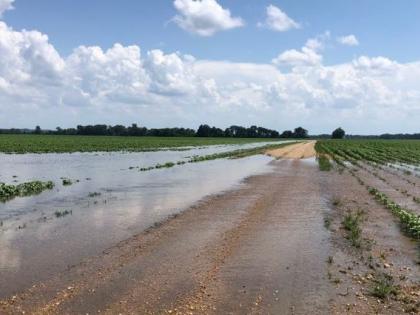 Cloudy weather threatens crops on millions of hectares | ढगाळ वातावरणामुळे लाखो हेक्टरवरील पिके धोक्यात