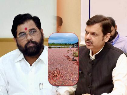 NCP spokesperson Ravikant Varpe has criticized the Shinde-Fadnavis government. | "मंत्र्यांना दुष्काळ कसा असतो, हे दाखविण्याची जबाबदारी आता शेतकऱ्यांवर येऊन ठेपलीय"