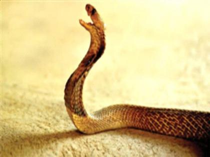 Increased death rate in the district due to snake bites | सर्पदंशामुळे जिल्ह्यातील मृत्यूचे वाढले प्रमाण