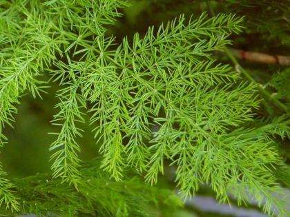 Asparagus is potent! | शतावरी आहे गुणकारी !