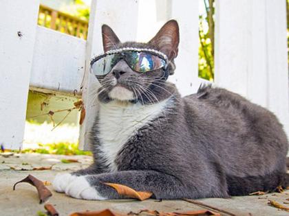 Sunglasses cat | सनग्लासेस लावून फिरणारी मांजर Sunglasses cat | सनग्लासेस लावून फिरणारी मांजर