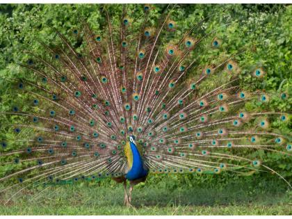 Come on ... go to the village of peacocks! | चला... मोरांच्या गावाला जाऊया !