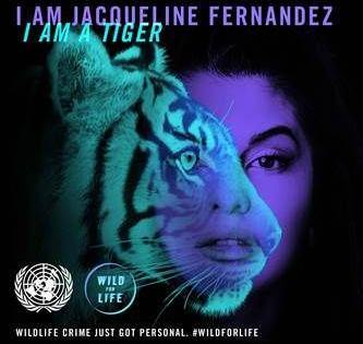 Jacqueline for wildlife protection !! | ​वन्यजीव संरक्षणासाठी सरसावली जॅकलीन!!