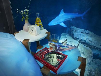 Night Out With Shark