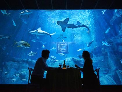 Night Out With Shark