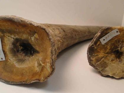 Rhino Horn