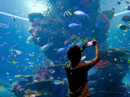 The Best Aquariums in the World | जगातील सर्वोत्कृष्ट मत्स्यालये The Best Aquariums in the World | जगातील सर्वोत्कृष्ट मत्स्यालये