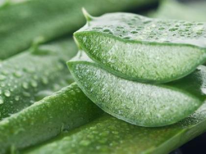 Beauty Tips: Men, make use of aloe vera to create facial beauty! | Beauty Tips : ​पुरुषांनो, चेहऱ्याचे सौंदर्य खुलविण्यासाठी कोरफडचा असा करा वापर !