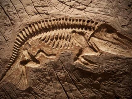 Dangerous residues of dinosaurs were found | डायनासोरचे भव्य अवशेष सापडले Dangerous residues of dinosaurs were found | डायनासोरचे भव्य अवशेष सापडले
