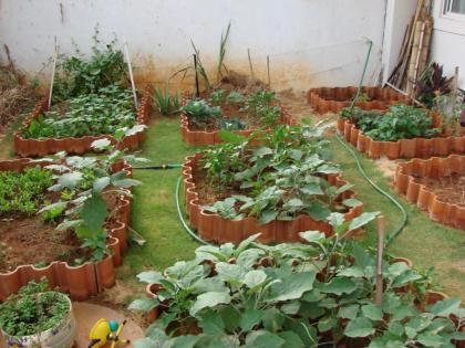 Kitchen Garden-Healthy Kidney | किचन गार्डन-निरोगी आरोग्याचा मुलमंत्र
