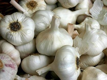 garlic