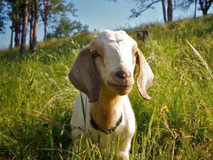 Goats are more potty than dogs | ​शेळ्या असतात कुत्र्यांपेक्षा जास्त पाळीव