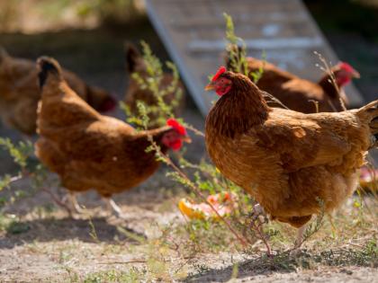 Chickens Keeping Malaria-like Diseases | मलेरियासारख्या आजारांना दूर ठेवते कोंबडी